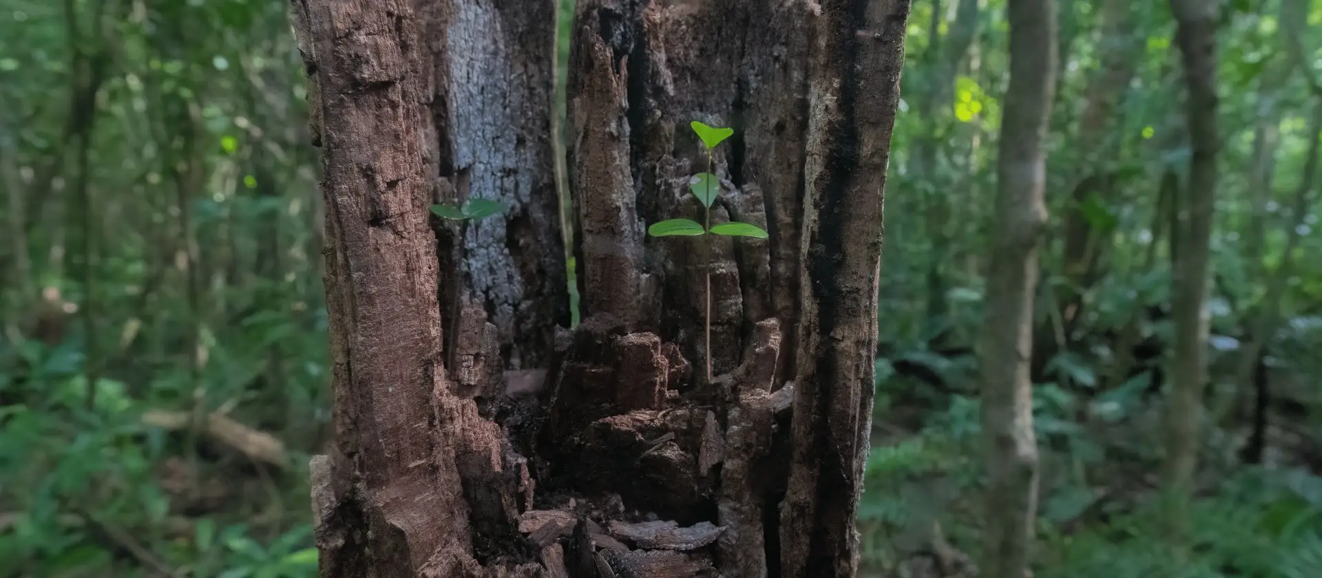 Brote verde creciendo en tronco de árbol dentro de la Reserva Ojos Indígenas, Punta Cana