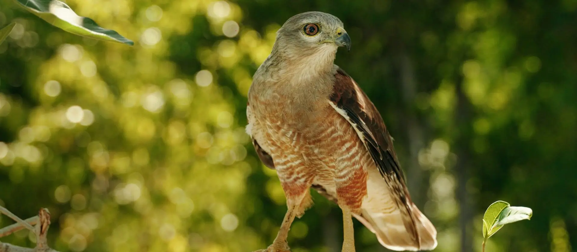 Primer plano de gavilán de perfil en la Reserva Ojos Indígenas, Punta Cana