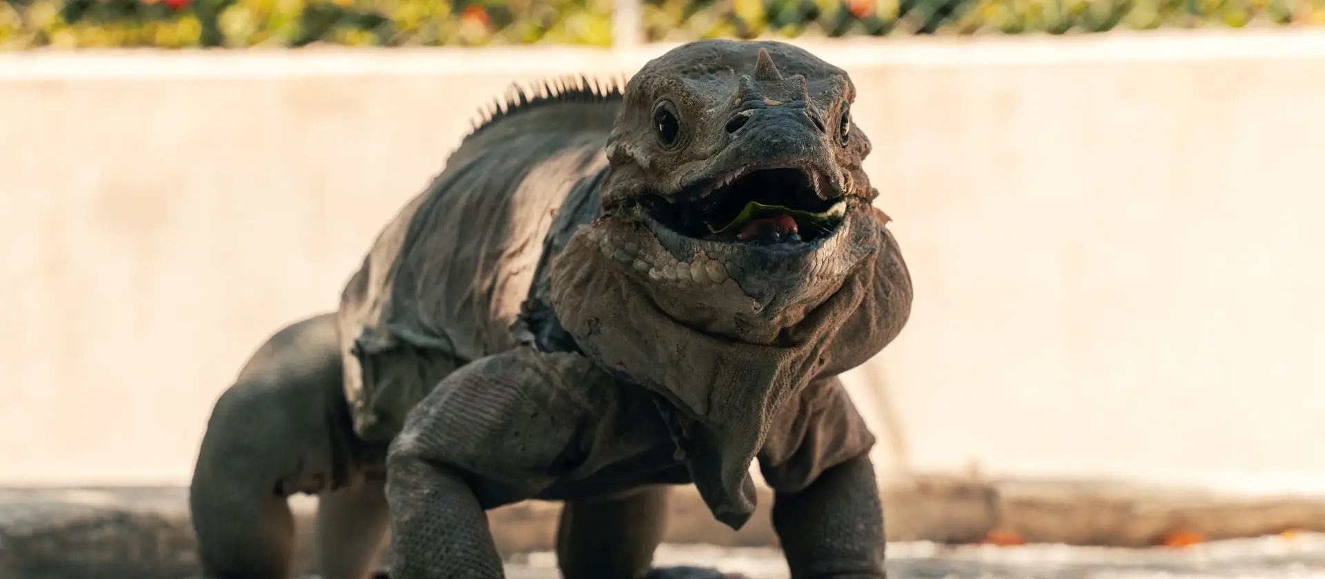 Iguana rinoceronte en programa de conservación de la Reserva Ojos Indígenas