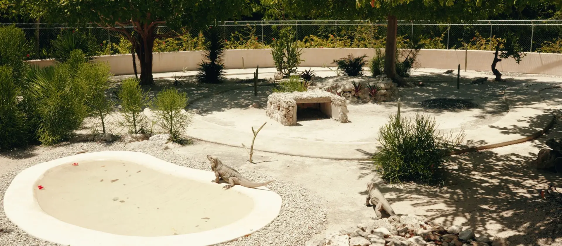 Iguanas en el campamento de conservación de Ojos Indígenas, Punta Cana