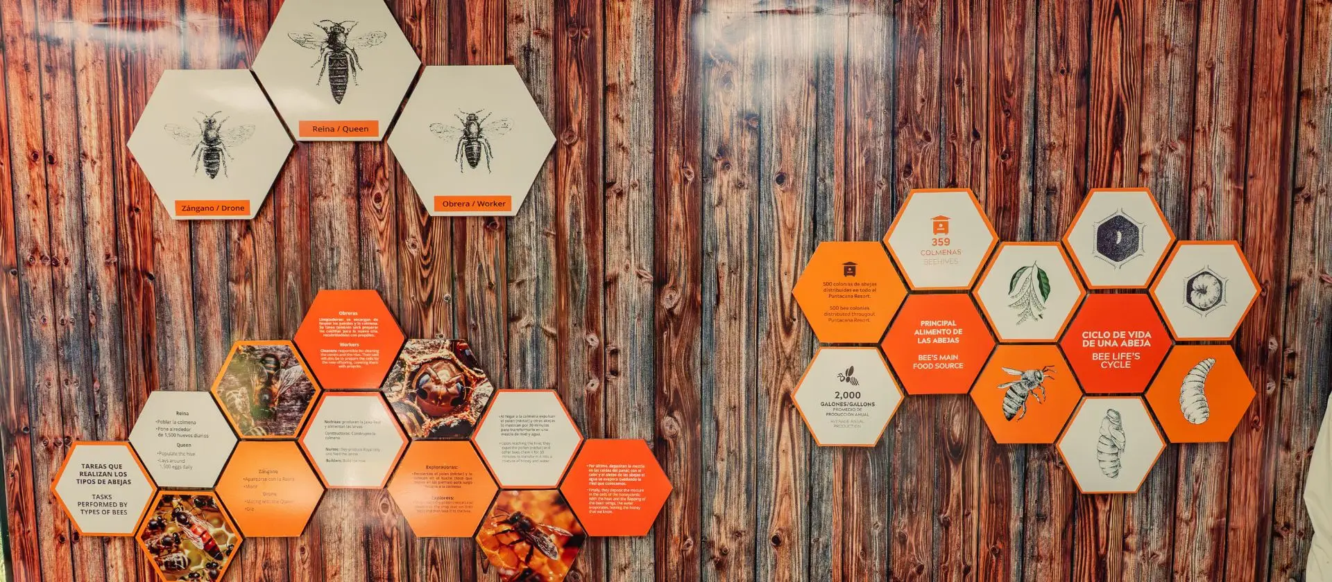 Panel informativo sobre el ciclo de vida de las abejas en el apiario de Ojos Indígenas