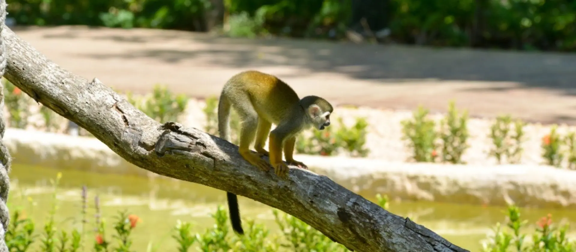 Faunaland parque aventura Cap Cana: mono en entorno natural de la sel
