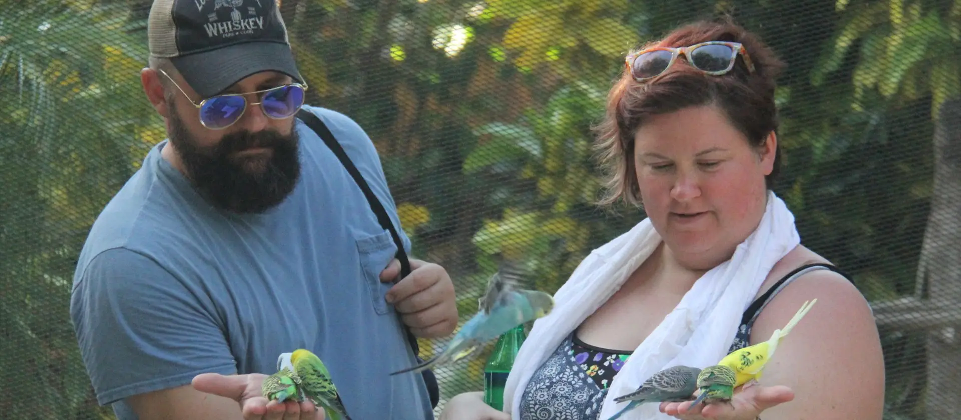 Aviario parque nado con delfines Punta Cana: interacción con aves tropicales