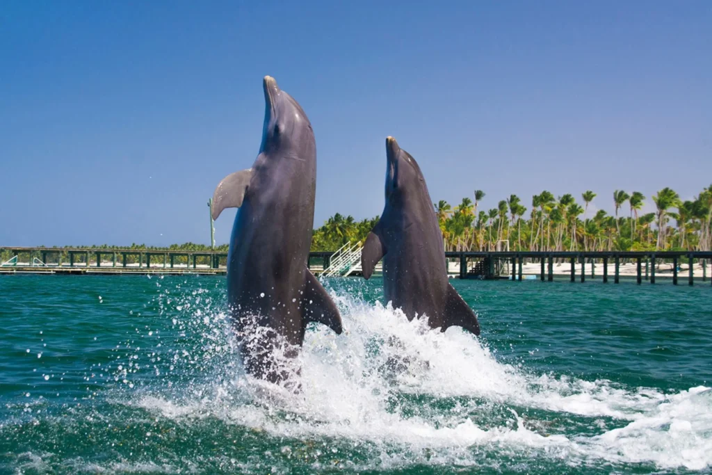 Dos delfines saltando en el océano natural Punta Cana Cabeza de Toro
