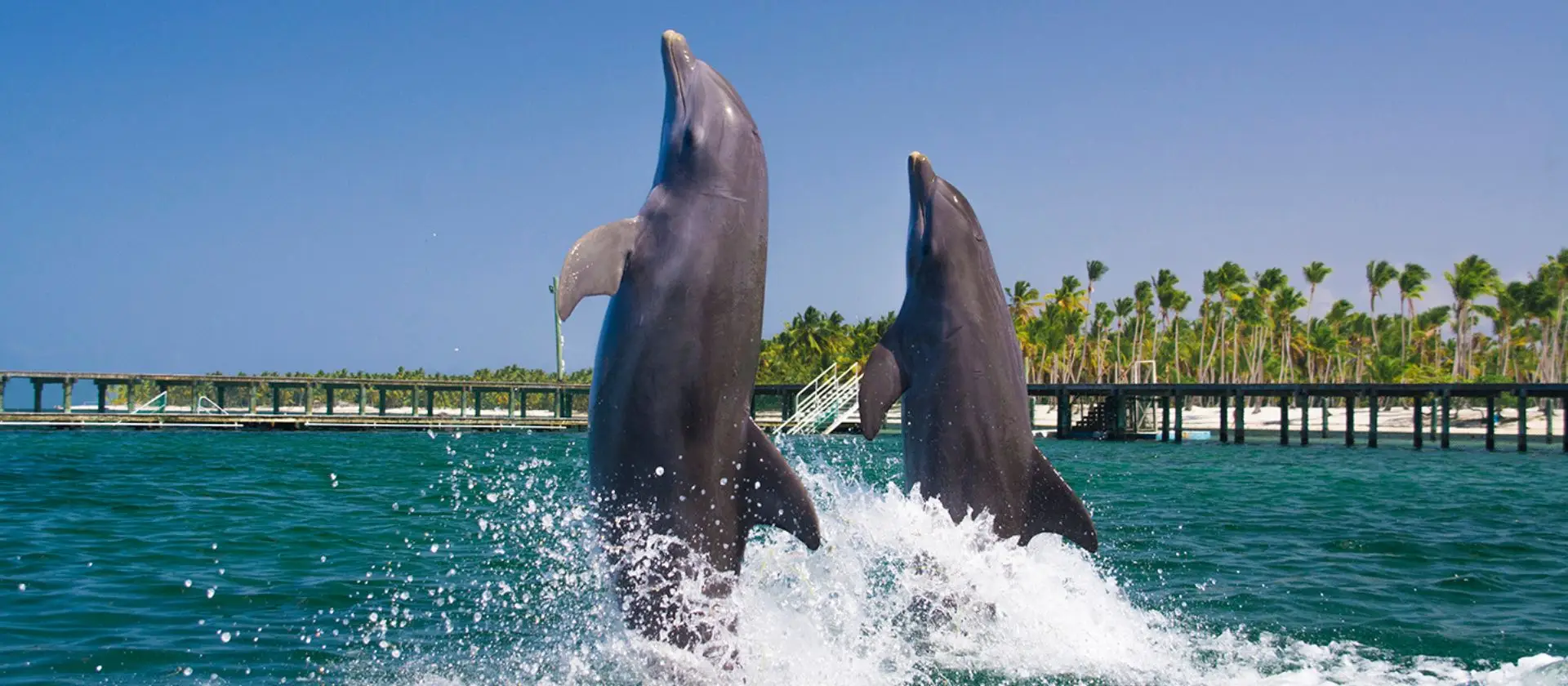 Dos delfines saltando en el océano natural Punta Cana Cabeza de Toro