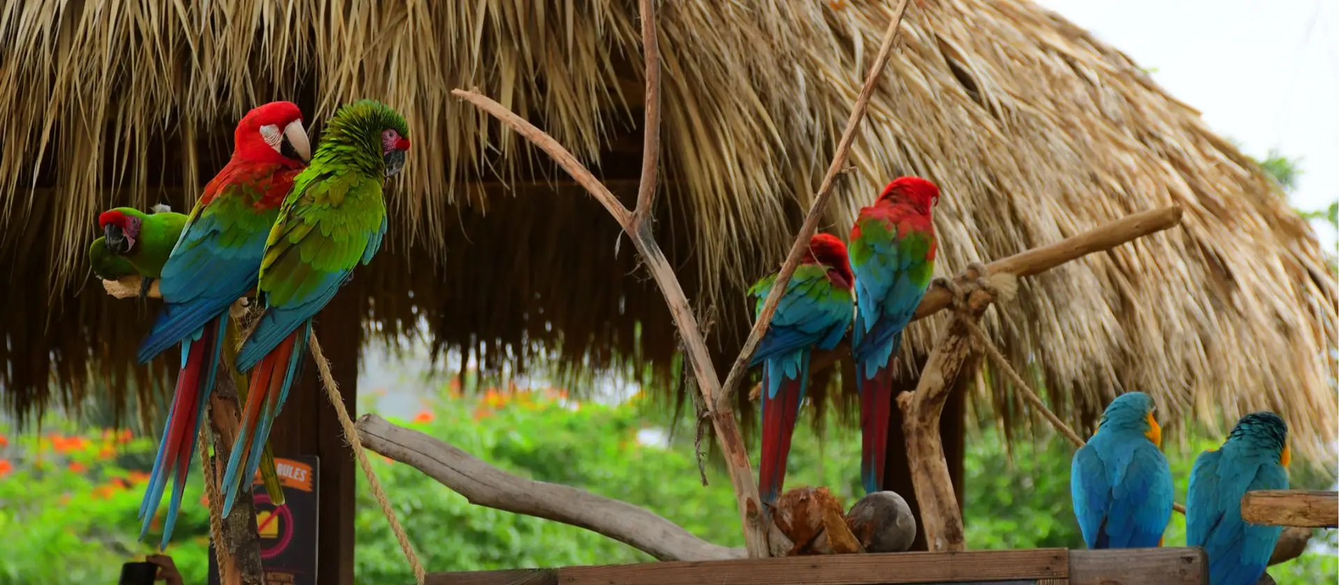 Guacamayas y aras coloridas en el aviario de La Hacienda Park, Punta Cana