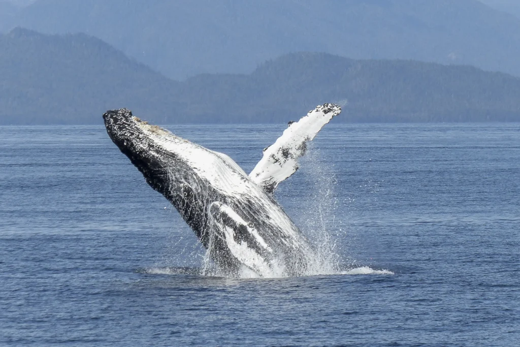 tour ballenas Samaná República Dominicana