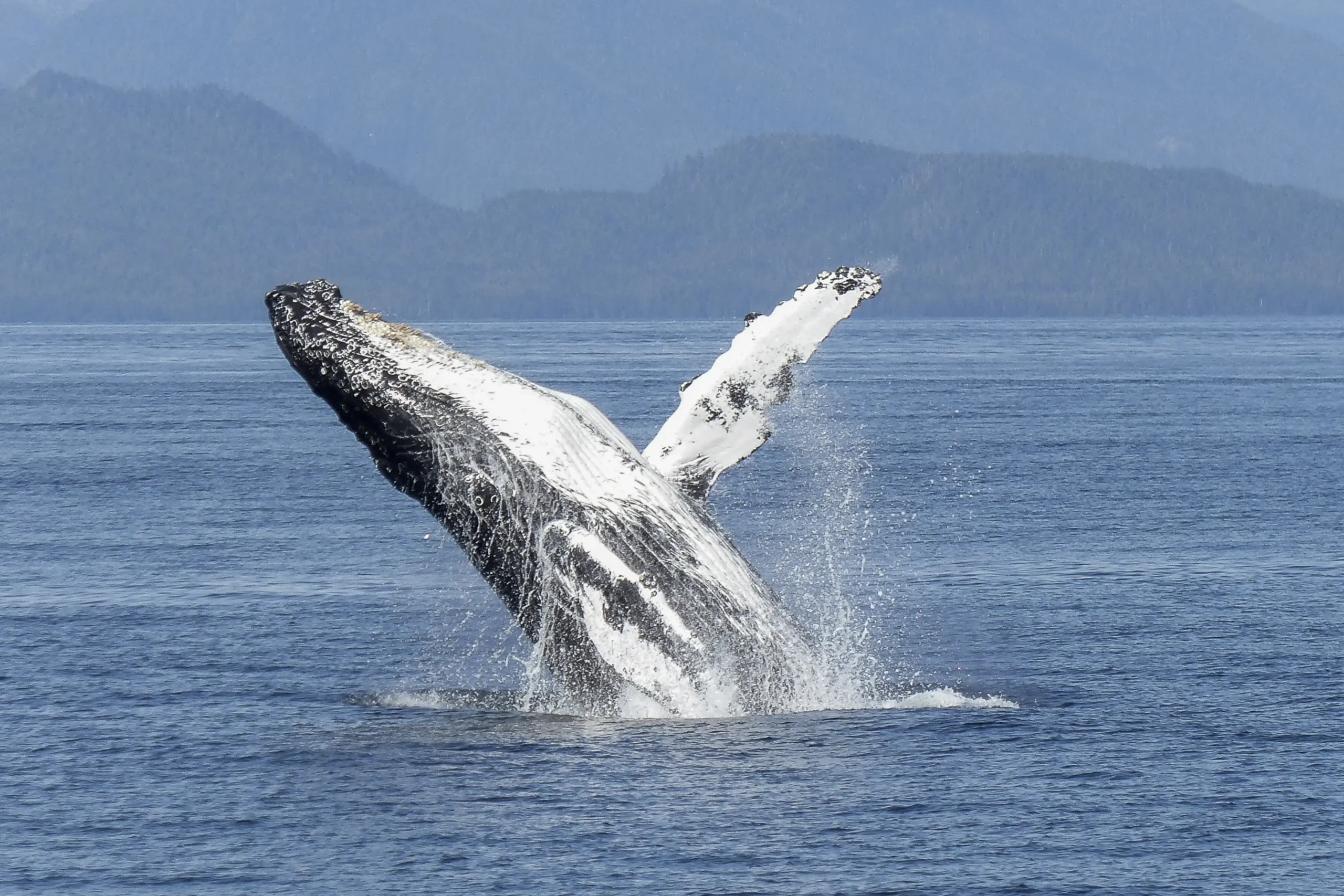 tour ballenas Samaná República Dominicana